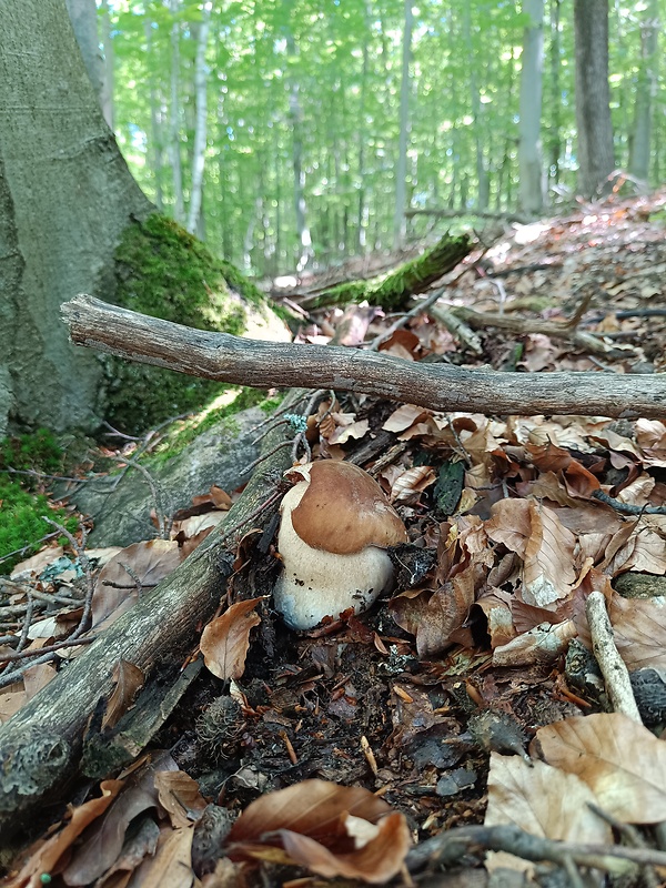 hríb dubový Boletus reticulatus Schaeff.