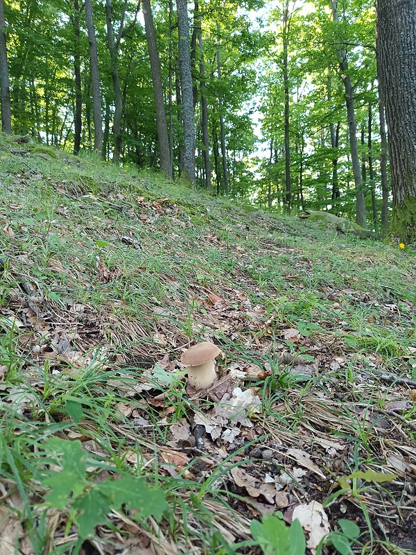 hríb dubový Boletus reticulatus Schaeff.