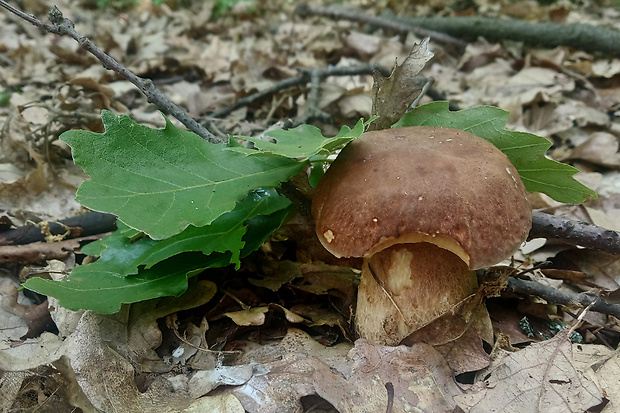 hríb dubový Boletus reticulatus Schaeff.