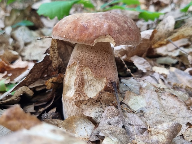 hríb dubový Boletus reticulatus Schaeff.