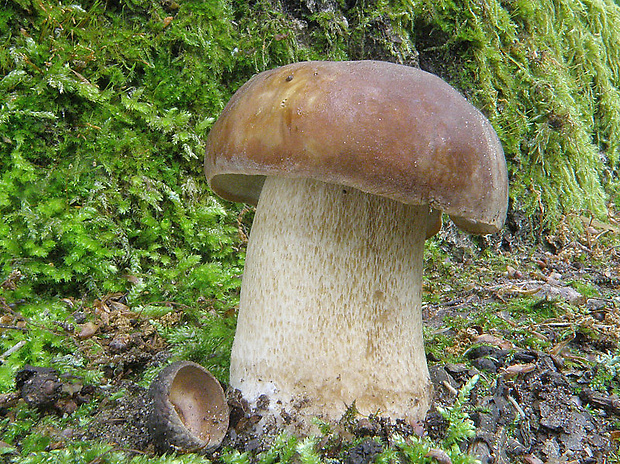 hríb dubový Boletus reticulatus Schaeff.