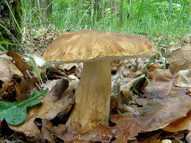 hríb dubový Boletus reticulatus Schaeff.