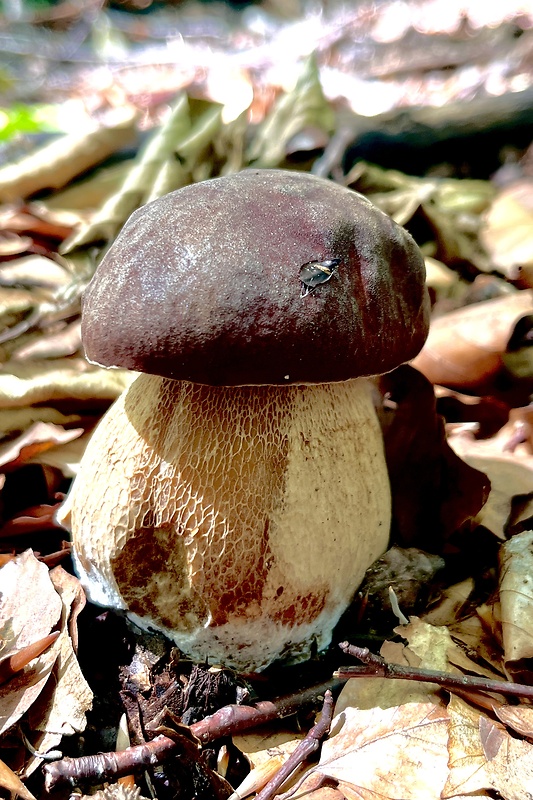 hríb dubový Boletus reticulatus Schaeff.