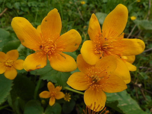 záružlie močiarne horské Caltha palustris subsp. laeta (Schott, Nyman et Kotschy) Hegi