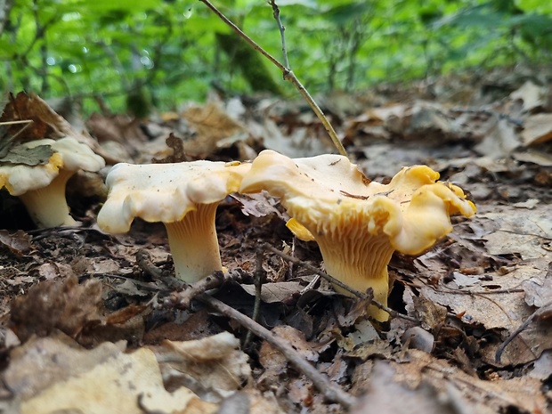 kuriatko bledé Cantharellus pallens Pilát