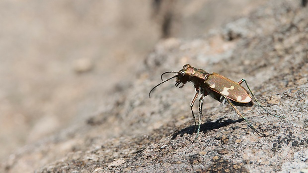 svižník hôrny  Cicindela sylvicola