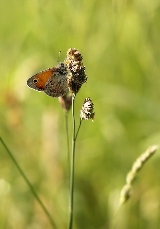 očkáň pohankový Coenonympha pamphilus