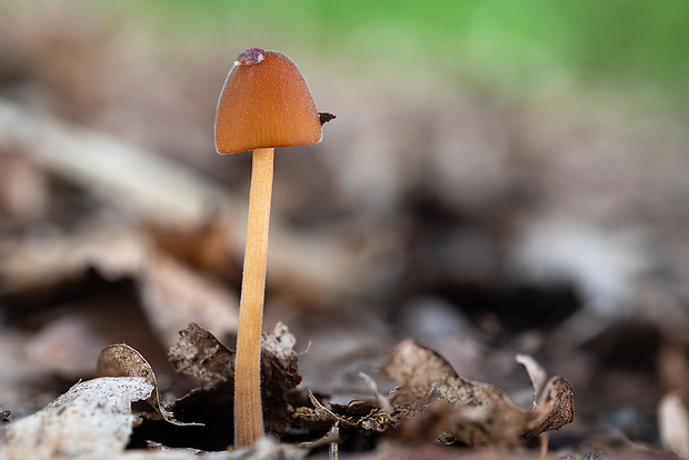 kapucňovec Conocybe sp.