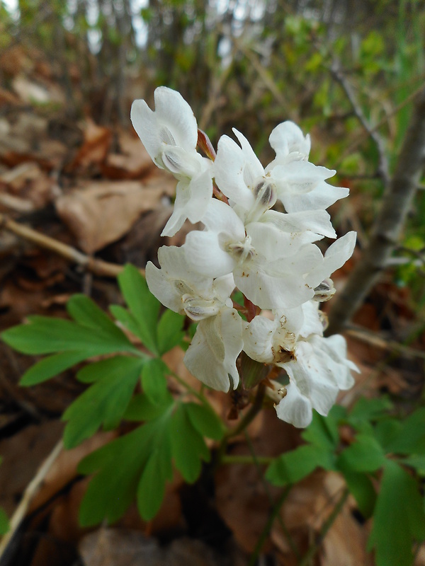 chochlačka dutá Corydalis cava (L.) Schweigg. et Körte