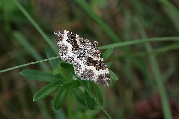 piadivka obyčajná Epirrhoe alternata