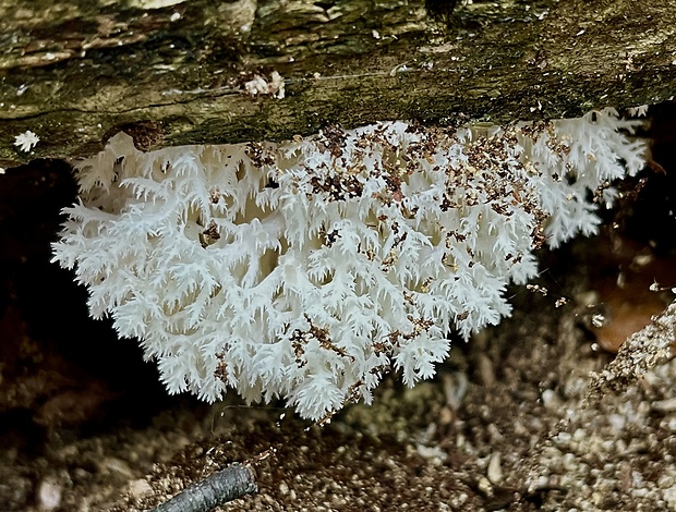 koralovec bukový Hericium coralloides (Scop.) Pers.