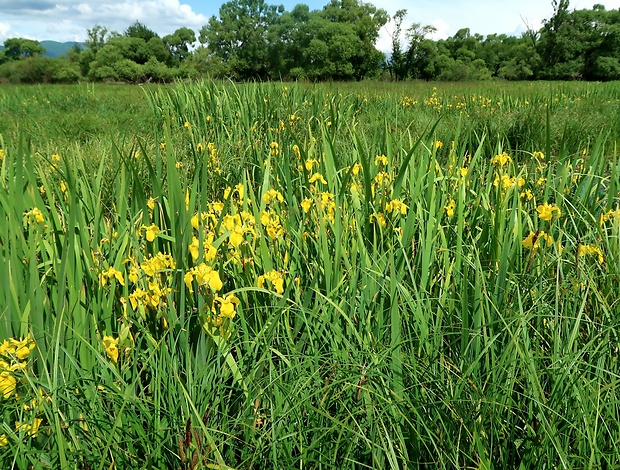 kosatec žltý Iris pseudacorus L.