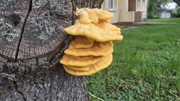 sírovec obyčajný Laetiporus sulphureus (Bull.) Murrill