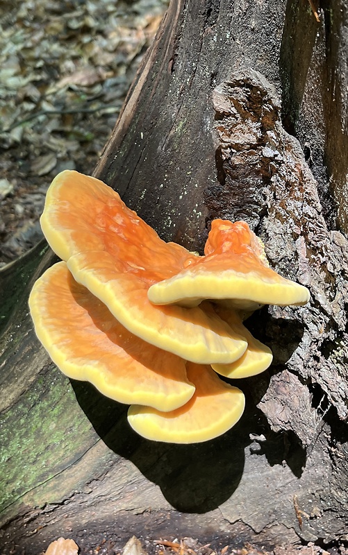 sírovec obyčajný Laetiporus sulphureus (Bull.) Murrill