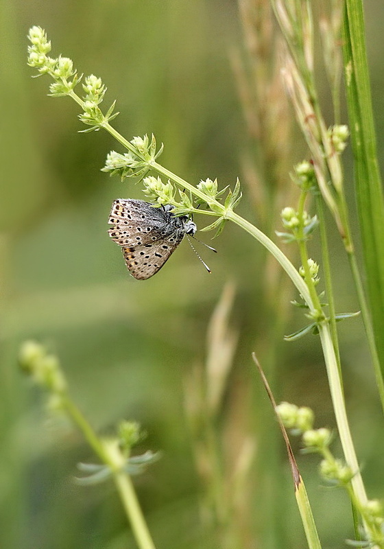 ohniváčik štiavový Lycaena hippothoe