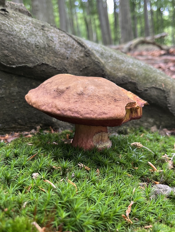 hríb zrnitohlúbikový červený Neoboletus luridiformis var. rubropileus (Dermek) Šutara