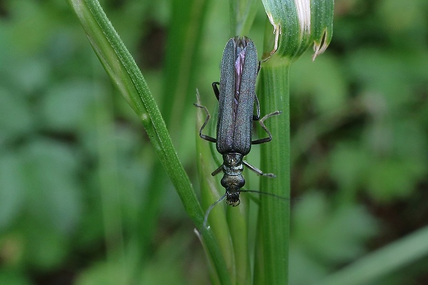 stehnáč Oedemera virescens