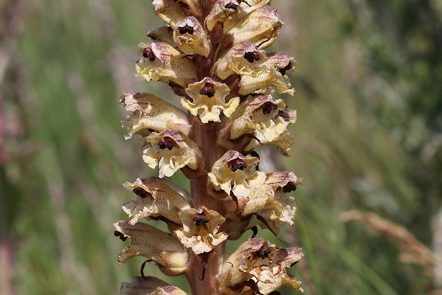 záraza obyčajná Orobanche caryophyllacea Sm.