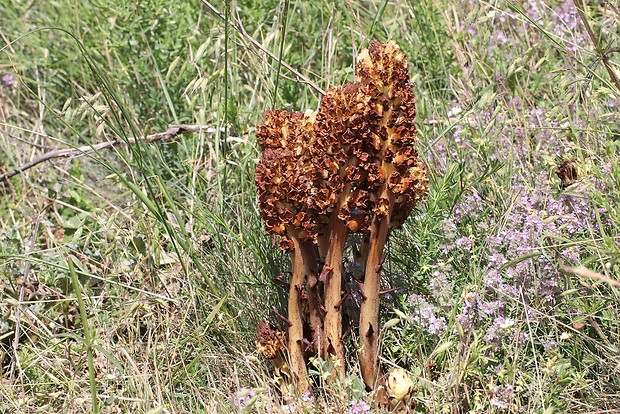 záraza sieťnatá Orobanche reticulata Wallr.