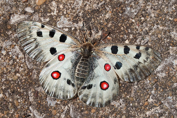 posledná samica Parnassius apollo