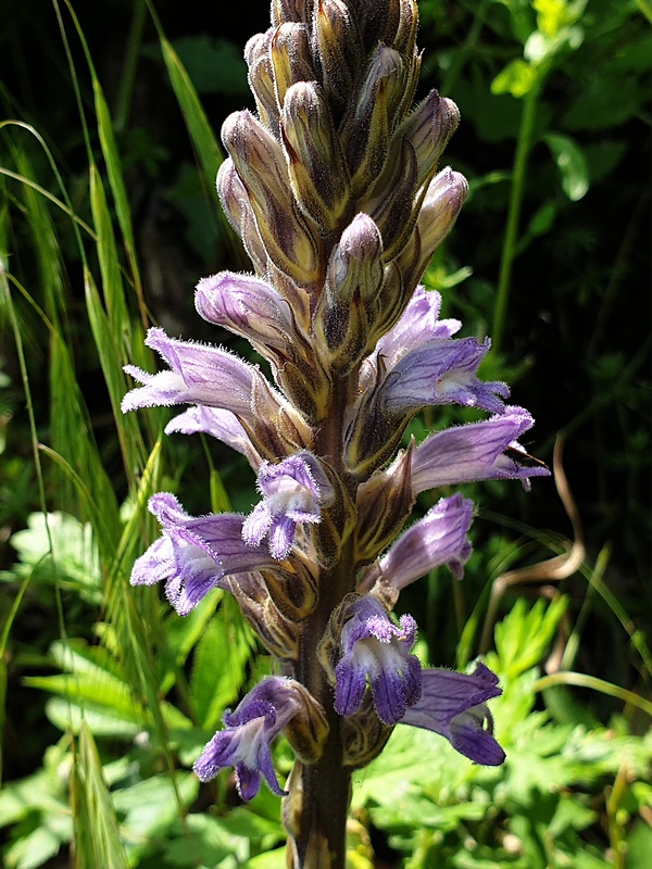 zárazovec purpurový Phelipanche purpurea (Jacq.) Soják