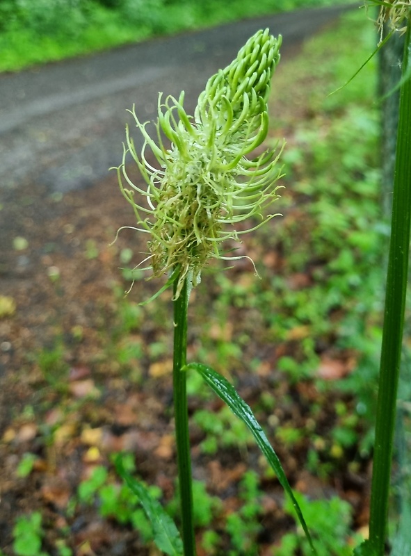 zerva klasnatá Phyteuma spicatum L.