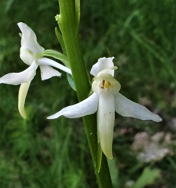 vemenník dvojlistý Platanthera bifolia (L.) Rich.