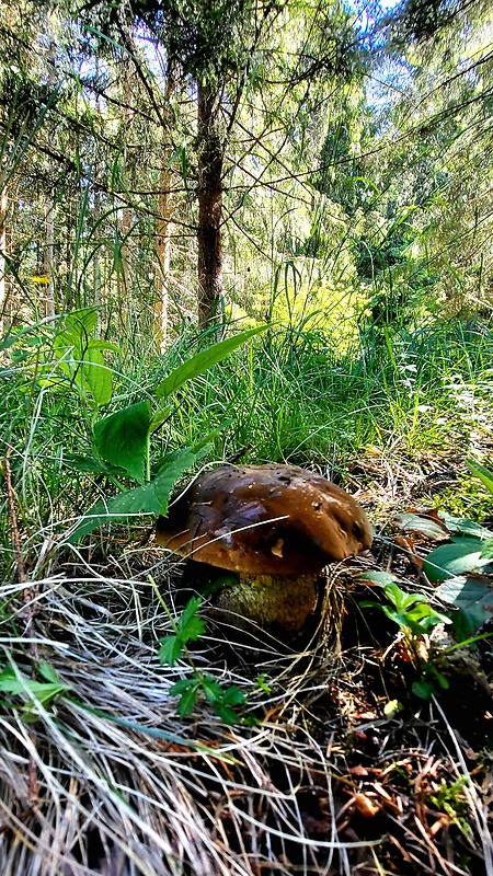 hríb zrnitohlúbikový Sutorius luridiformis (Rostk.) G. Wu & Zhu L. Yang