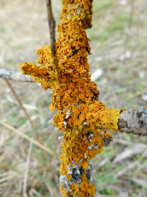 diskovník múrový Xanthoria parietina var. parietina (L.) Th. Fr.