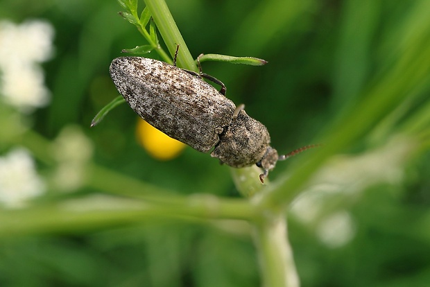 kováčik sivý Agrypnus murinus