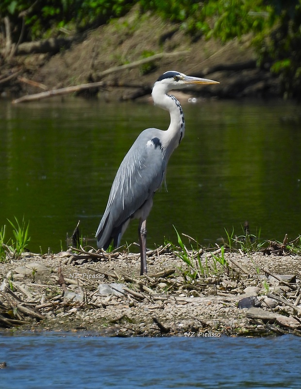 volavka popolavá Ardea cinerea