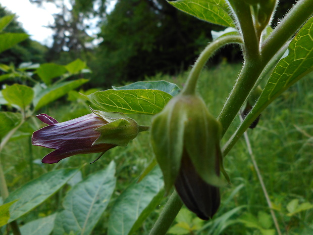 ľuľkovec zlomocný Atropa bella-donna L.