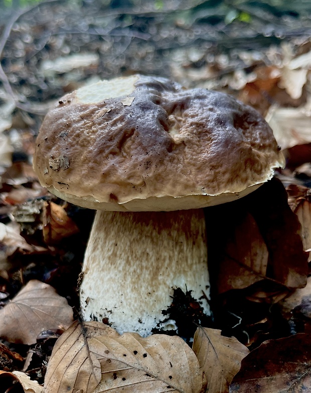 hríb smrekový Boletus edulis Bull.