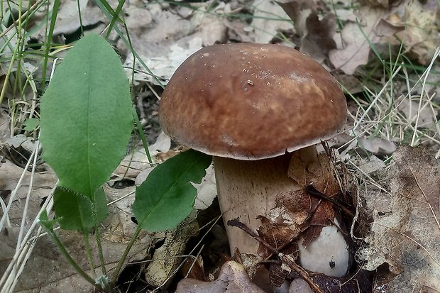 hríb dubový Boletus reticulatus Schaeff.