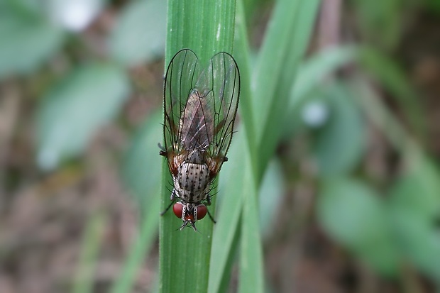 kvetárka ♀ Botanophila fugax (Meigen, 1826)