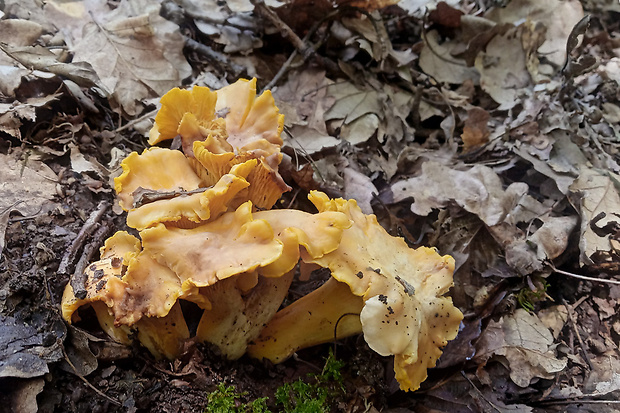 kuriatko jedlé ametystové Cantharellus amethysteus (Quél.) Sacc.