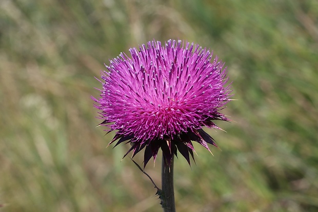 bodliak ovisnutý Carduus nutans L.