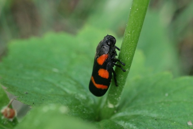 peniarka nížinná Cercopis sanguinolenta