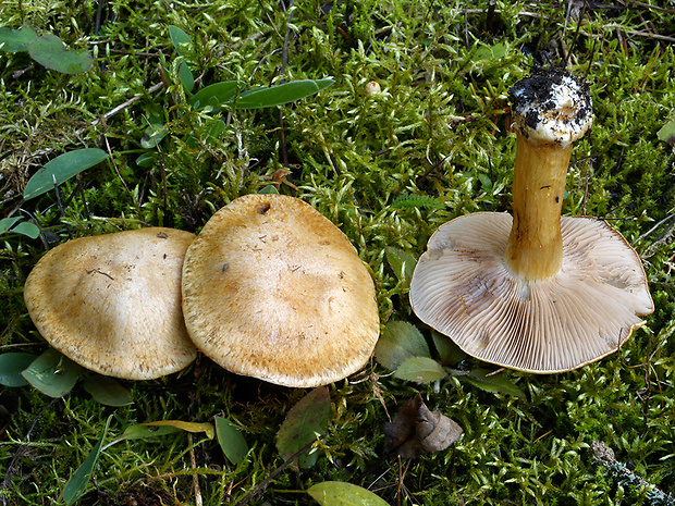 pavučinovec trpký Cortinarius subamaricatus Bidaud