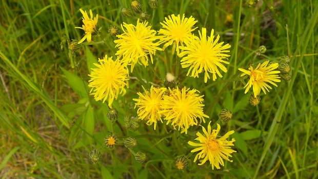 škarda dvojročná Crepis biennis L.