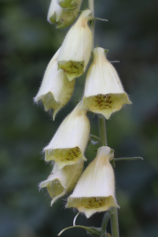 náprstník veľkokvetý Digitalis grandiflora Mill.