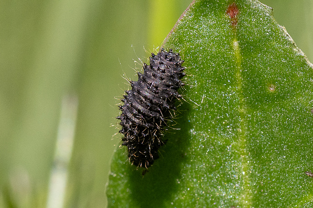 váhavec čierny - larva Galeruca tanaceti