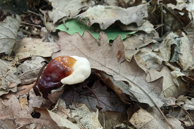 lesklokôrovka obyčajná Ganoderma lucidum (Curtis) P. Karst.