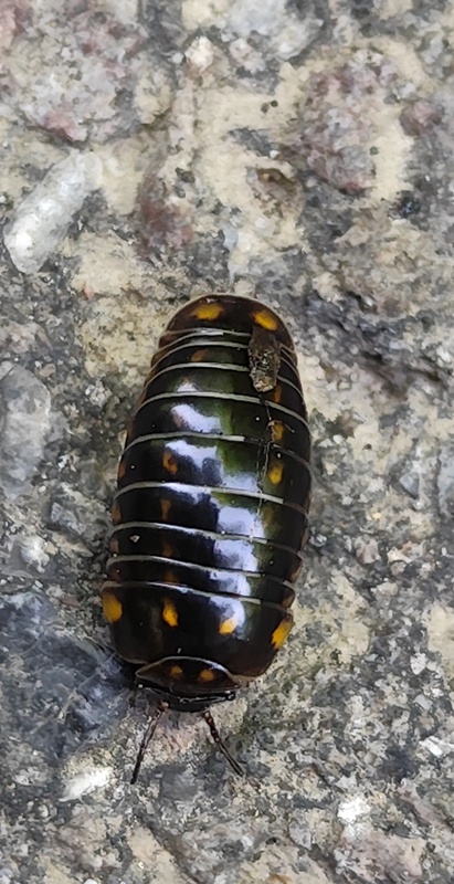 zvinavec obyčajný  Glomeris hexasticha