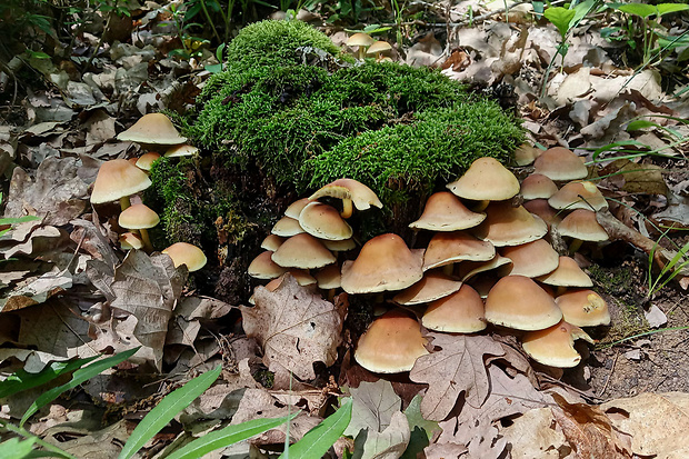 strapcovka zväzkovitá Hypholoma fasciculare (Huds.) P. Kumm.