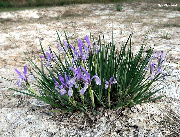 kosatec Iris tenuifolia Pall.