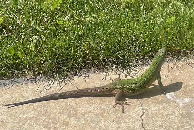 jašterica zelená Lacerta viridis