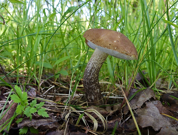 kozák brezový Leccinum scabrum (Bull.) Gray