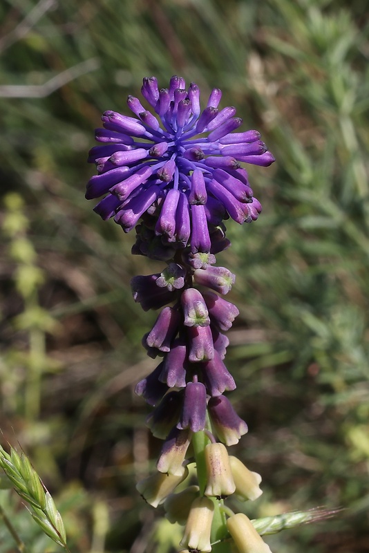 leopoldia chochlatá Leopoldia comosa (L.) Parl.