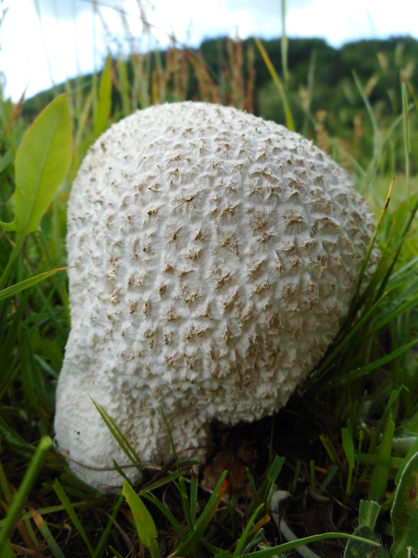 rozpadavec dlabaný Lycoperdon utriforme Bull.